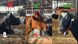 &ldquo;Inside Our 1000-Cow Health & Heat Monitoring System | Savant Dairy Farm 🔥