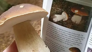 Odkryj najlepsze miejsca w Wielkiej Brytanii, w kt&oacute;rych znajdziesz borowiki!