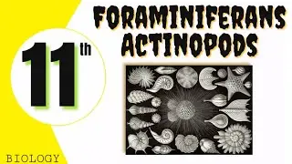 Foraminiferans, Actinopods, Chapter 7 , THE KINGDOM PROTISTA(PROTOCTISTA), 11th Biology, GS Academy,