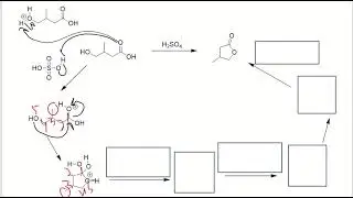 Fischer Esterification (Intramolecular cyclic lactone)