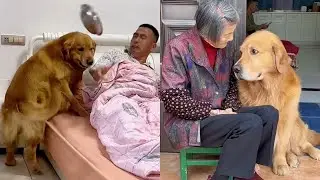 Хорошая собака - единственный верный спутник людей ❤️#聪明旺豆豆 #goldenretriever
