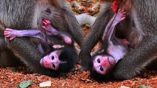 🌺 Mommy Monkey Cares, Feeds, and Protects Her Baby All Day Long