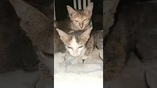 #funnygirl #cat #funnypets #funny #petvideos #кошкасофа #animals #meowmemes #funnyanimals