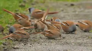 Alkbrough Bearded Tits