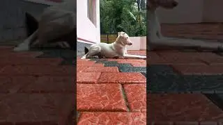 #Rajapalayam #Indianhound #Rajapalayamdog #indianbreed