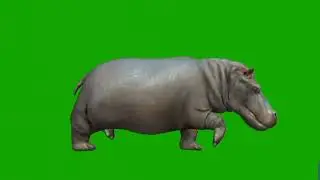 Hippo green screen No copyright sounds (ncs)