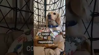 Motivational dog moment 😆