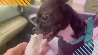 Passion 4 Paws: ADOPT BILLY!