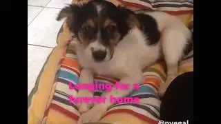 Junebug's story