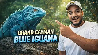Why Is the Grand Cayman Blue Iguana So Rare? 😮|One of the Rarest Iguanas on Earth|Karnataka Aquarium