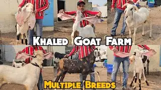 Multiple Breeds Of Goats & Sheep Available At Khaled Goat Farm Barkas | Gulabi Hyderabadi Bakriya