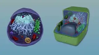 Visible Biology Bites | Animal vs. Plant Cells