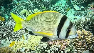 Twobar seabream (Acanthopagrus bifasciatus) Doublebar bream (4K)