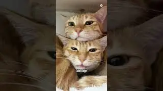 Funny cats in cold weather 🥶​😂​ #funnycats #cutecats #pets