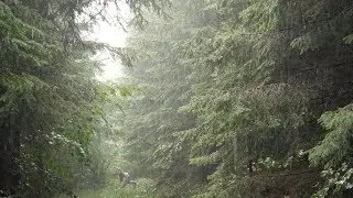 Free Flow Yoga in the Rain Under Spruce Trees / Relaxing Sound of Rain