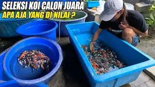 Dapatkan Koi Calon Juara Lewat Seleksi yang Tepat