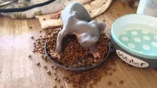 Hangry Little Elf Kitten