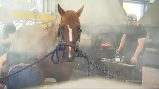 PaardenPunt TV | Reportage hoefverzorging