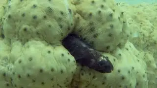 Pearlfish Hides INSIDE Sea Cucumber But Is It Safe?