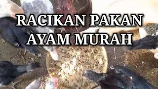 CHEAP CHICKEN FEED MIX