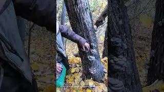 Mushroom Hunting: Harvesting Oyster Mushrooms from Tree