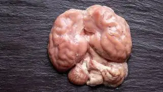 How to get brains out of a lamb or goat skull