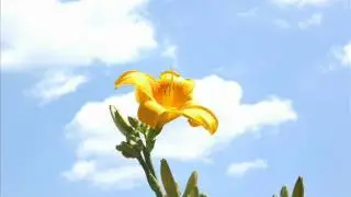 benjamin lemay - whiskey before breakfast.wmv