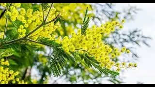 The Mimosa of Đà Lạt -The Mimosa tree - Mimosaceae - Mimosa flowers all year round - The Legend -