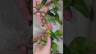 ПРОСТОЙ способ размножить ЗАМИОКУЛЬКАС #plants