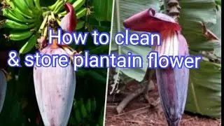 how to clean plantain vazhaipoo(plantain flower)|tips and tricks to store vazhaipoo(plantain flower)