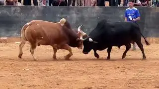 ANIMAL FIGHTING | 🐍 SNAKE | 🐈 TIGER | COW | ANIMAL VIDEO | Arman Vlog 24