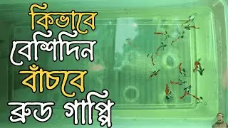 How to keep guppy fish healthy for longer. guppy fish care for beginners