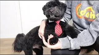 Pet Bow Tie Review | Plaid Black Red Pet Formal Tuxedo Costume Necktie Collar Puppy Grooming Ties