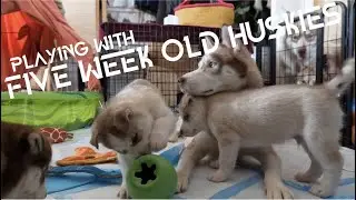 PLAYING WITH **FIVE OF THE CUTEST** 5-WEEK-OLD HUSKY PUPPIES!!!