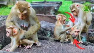 Pitiful! Adorable Baby Monkey screaming loudly for milk. Mom doesn't want cute baby breastfeeding.