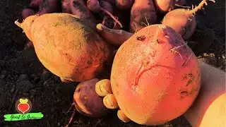 Last Sweet Potato Harvest of 2023! Community Garden Edition