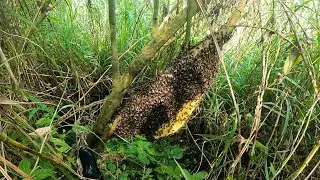 Wild Forest Honey Harvesting Process in the Bushes - Harvesting Wild Honey in 2026