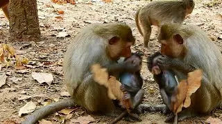 LOOK SO PITY SMALL PEPPER GET MOM DID BAD WARNING TO HER BABY SO PITY |
