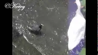 Coot fight 10-07-2018