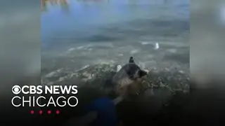 Firefighters in St. Louis rescue dog from icy pond
