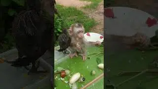#wildlife99 #viral #shortsvideo #youtubeshorts #monkeys #monkeyvideo #monkey #shorts #animals