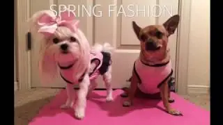SPRING SUMMER DOG FASHION! DOGS MODELING