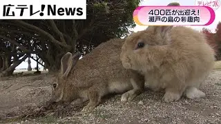 「うさぎ年」大久野島の癒やし旅