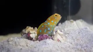 MY BLUE Spotted Jawfish ~ Greenhorn Reefer