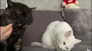 Суббота, дача и друзья 