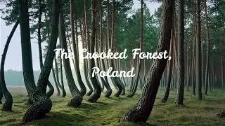 The Crooked Forest — Poland’s Trees That Defy Nature @UnearthTheEarth 