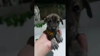 #TigerLILLY #Dogpost