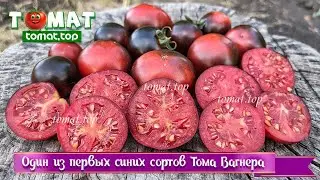 Один из первых синих сортов селекционера Тома Вагнера. Крупный и &laquo;мясистый&raquo; для черри