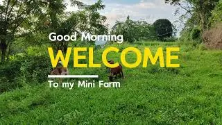 Mini Farm Goat in La Union | My Pasture Land Tour