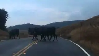 See the cows come home on the Pacific Coast Highway